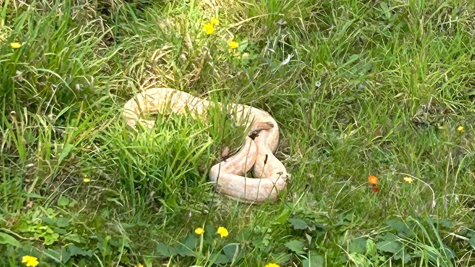 The snake curled up and lying amongst overgrown grass and weeds. 