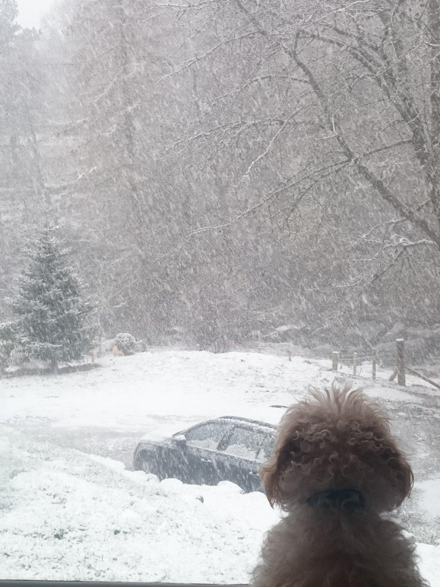 Dog looking through window at heavy snow in Feshiebridge