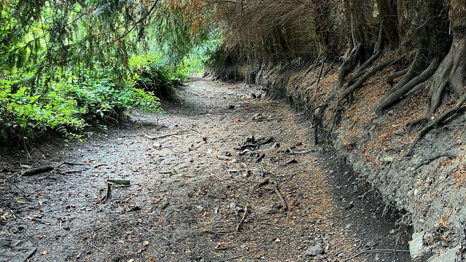 The bed of the River Lea seen from someone standing inside the river. It is completely dried up with twigs and pine needles on the mud floor. On the right side is a small river bank lined with trees, whose roots you can see going into the river. Some fronds overhang the photo. On the left side are brambles and other green bushes.