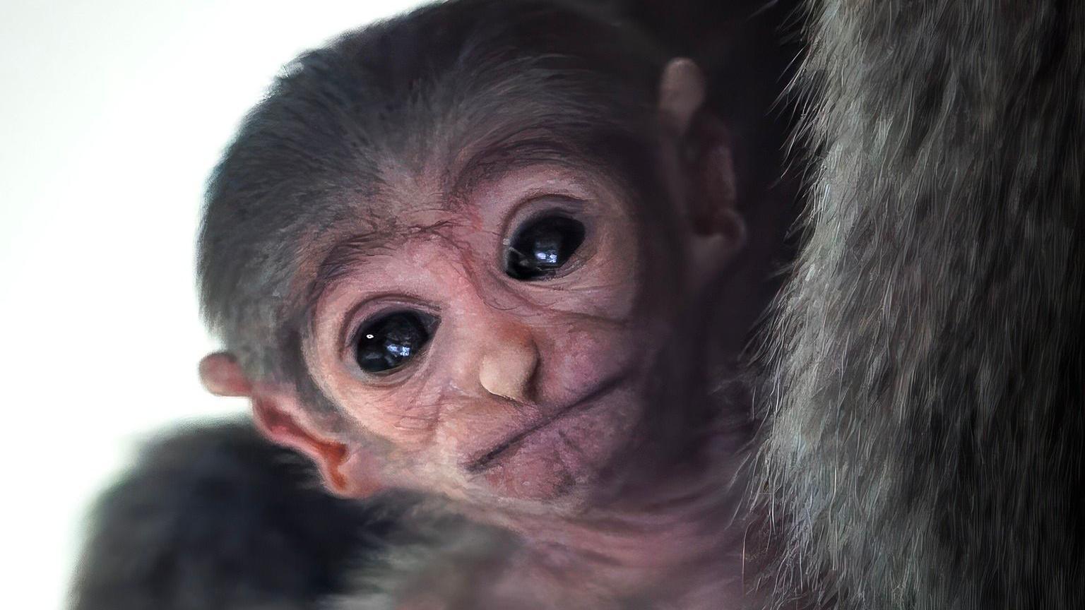 Baby silvery gibbon's head