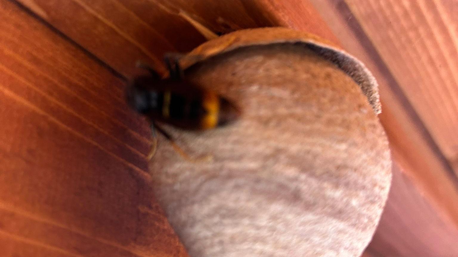 Close up of Asian queen hornet's primary nest 