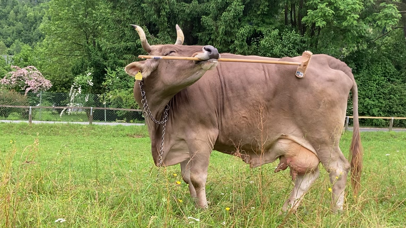 A Swiss Brown cow with long horns stands in a field, she holds a long brush in her mouth and is reach to her back and rubbing it with the brush.
