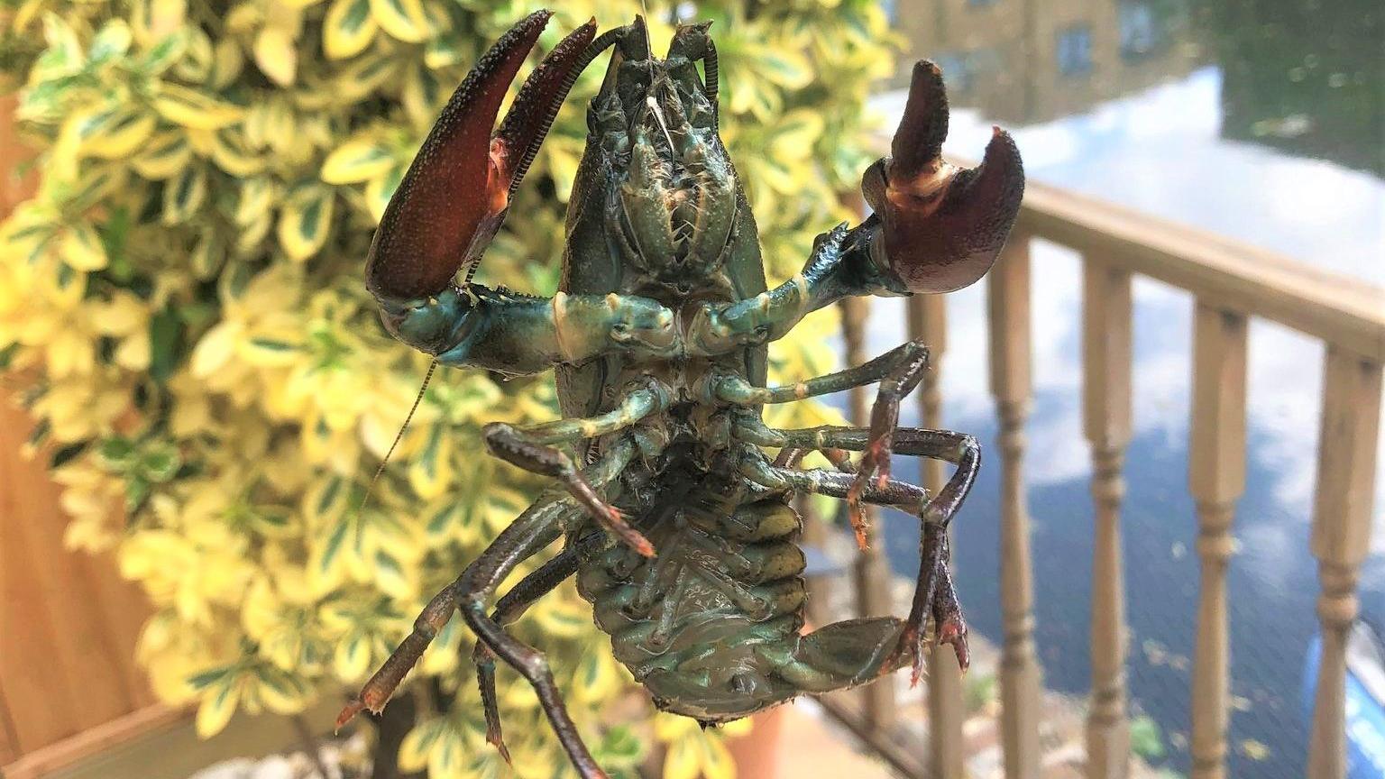 A mid shot of an American signal crayfish, which is an invasive non-native species