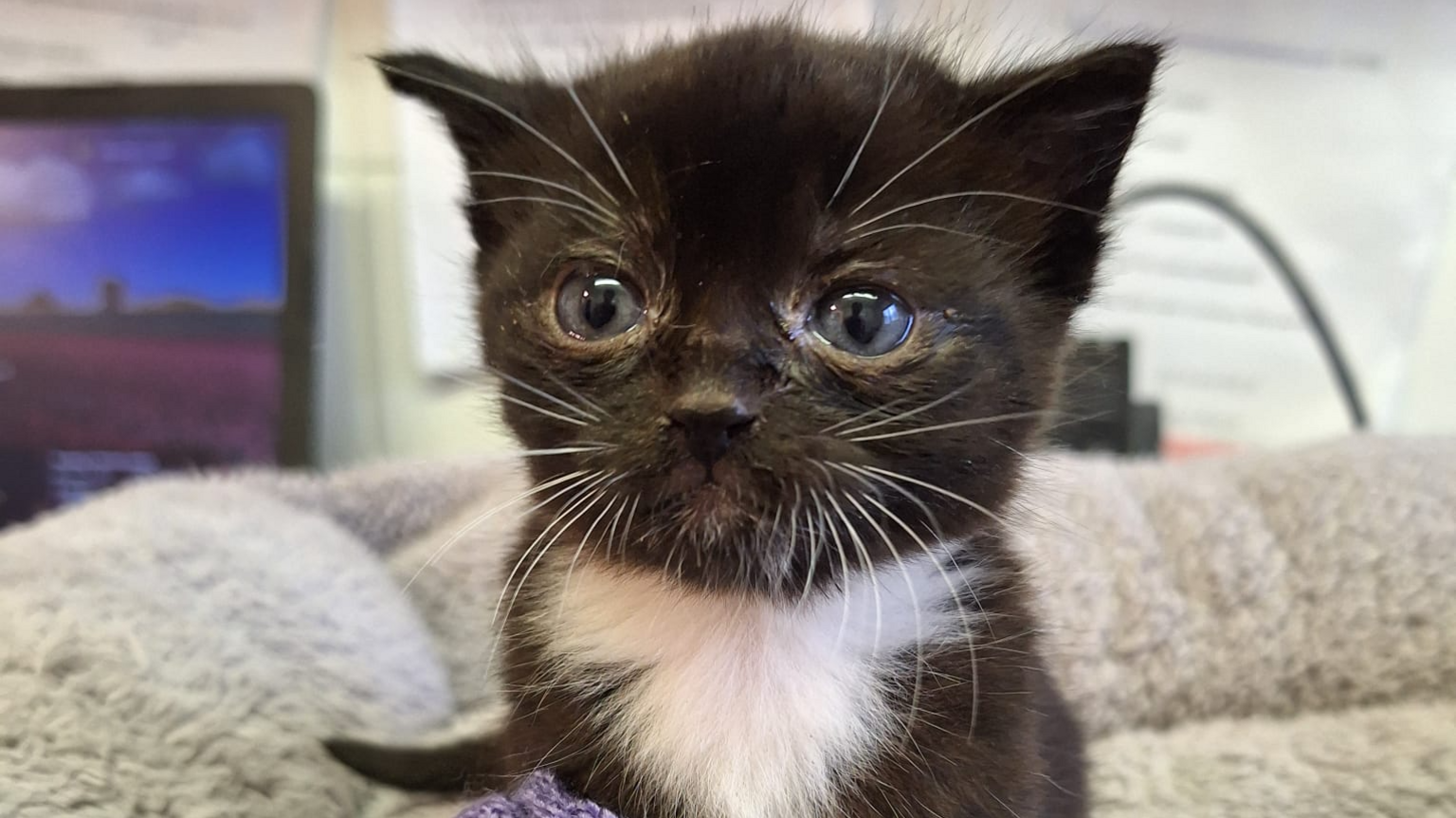 Donut, the black and white kitten, sat up on a fleece blanket facing forwards