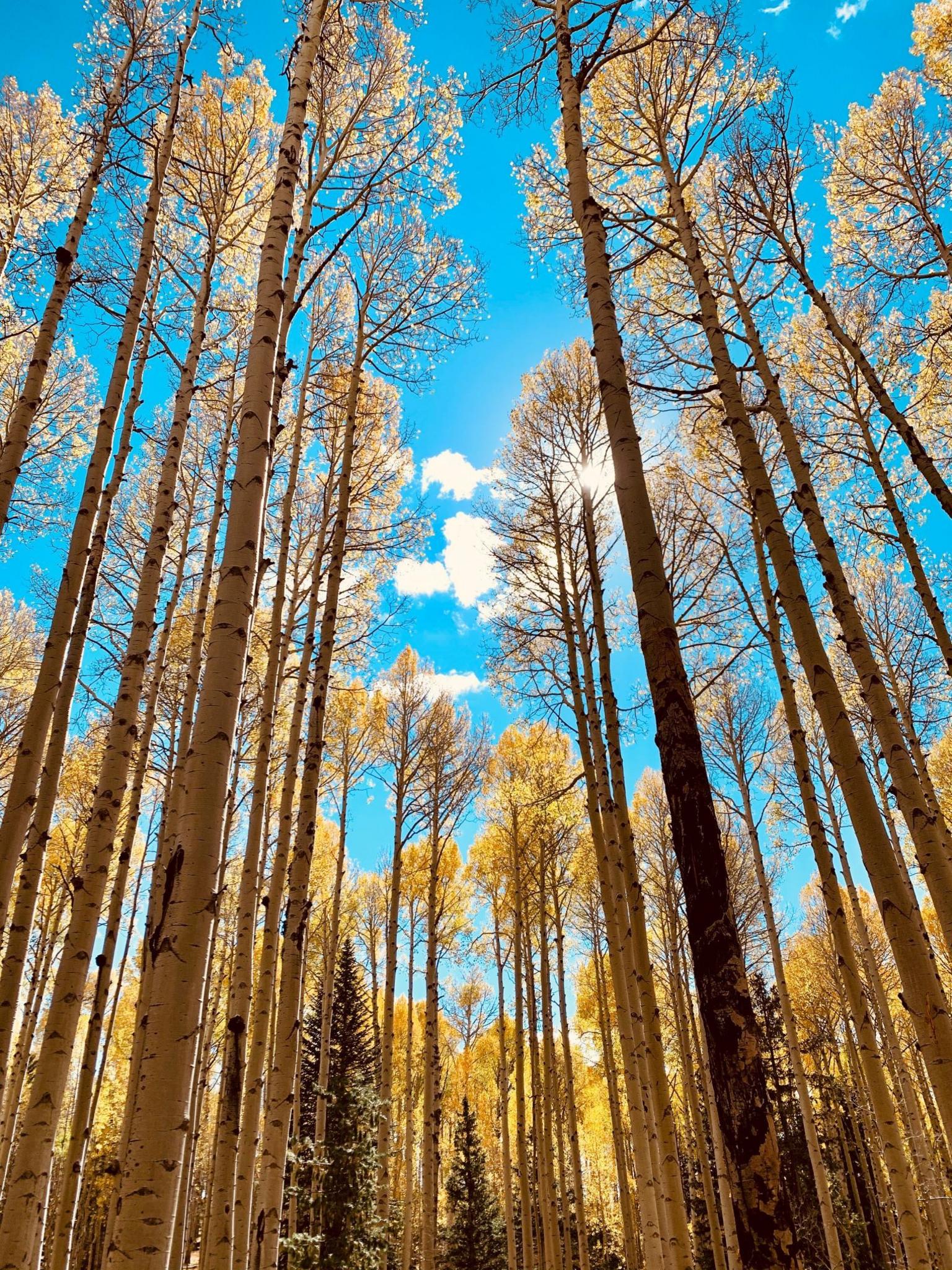 Aspen trees with autumn leaves against a bright blue sky