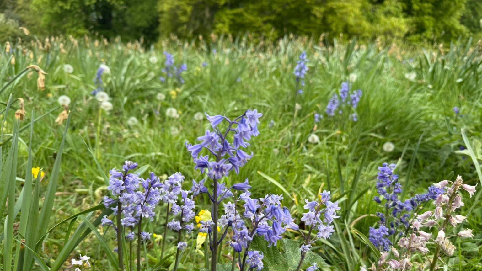 A collection of bluebells are in the foreground of the photo. They're in a meadow, which is full of long green grass, wildflowers, buttercups and dandelions. In the background, there are rows of trees.