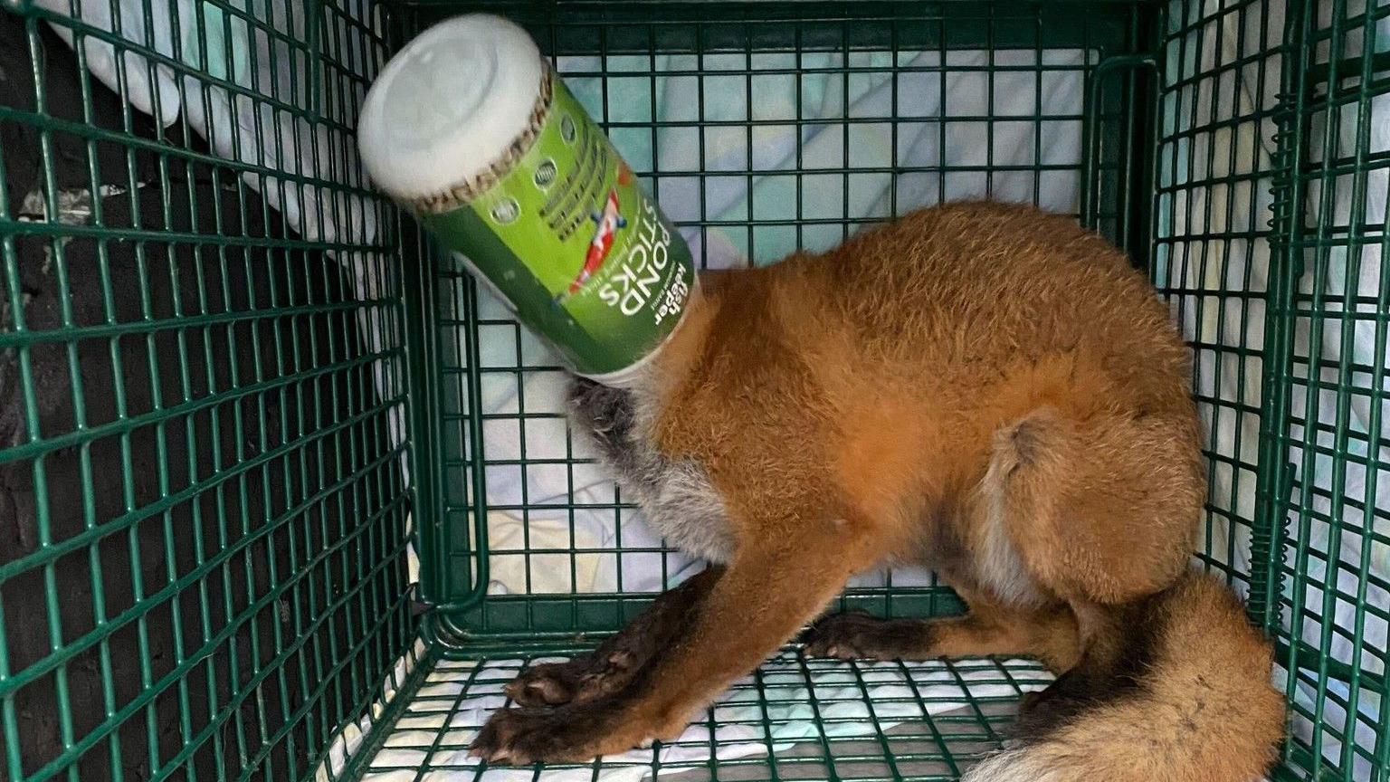 A fox is seen in a cage with a plastic container over its head.