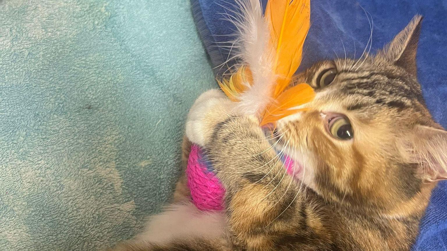 A cat is playing with a feather toy. You can see her brown stipes and the toy is made of white and orange feathers with a pink ball attached.