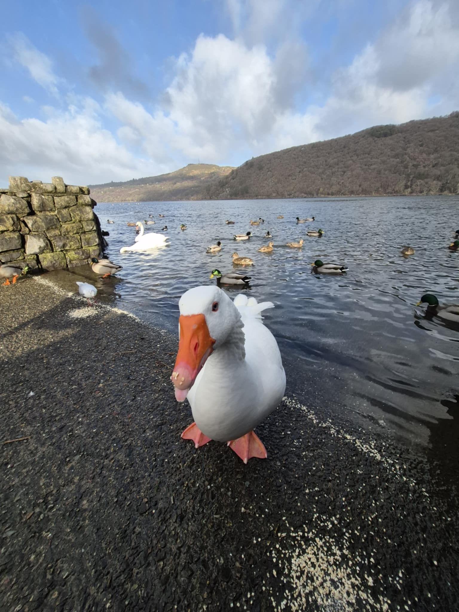 A duck comes close to the camera, eyeing it suspiciously. The duck is on dry land but there are other ducks in a lake behind it. There are hills in the background.