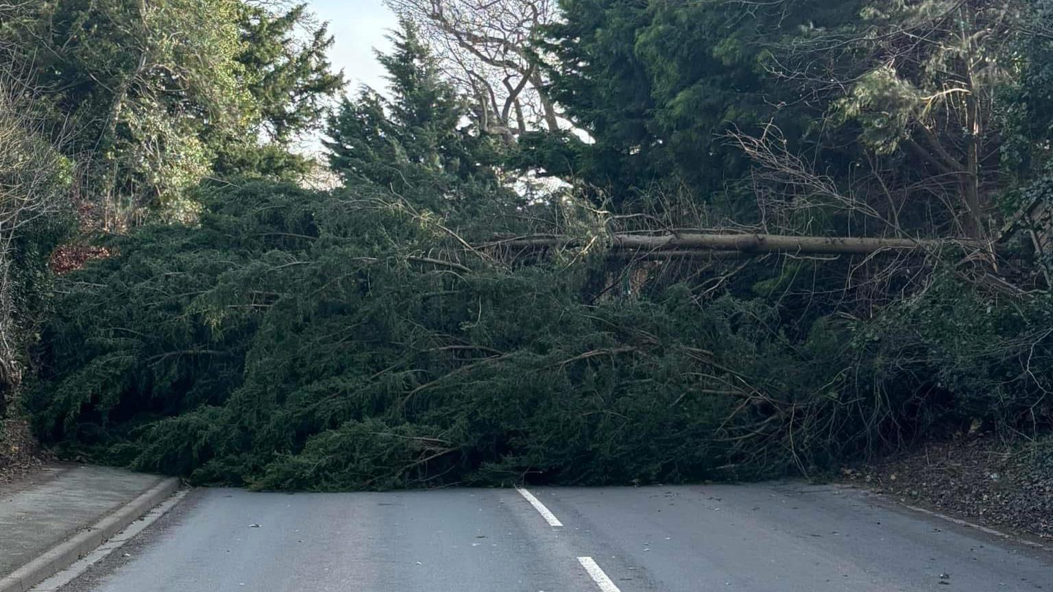 A large conifer tree lying across a road