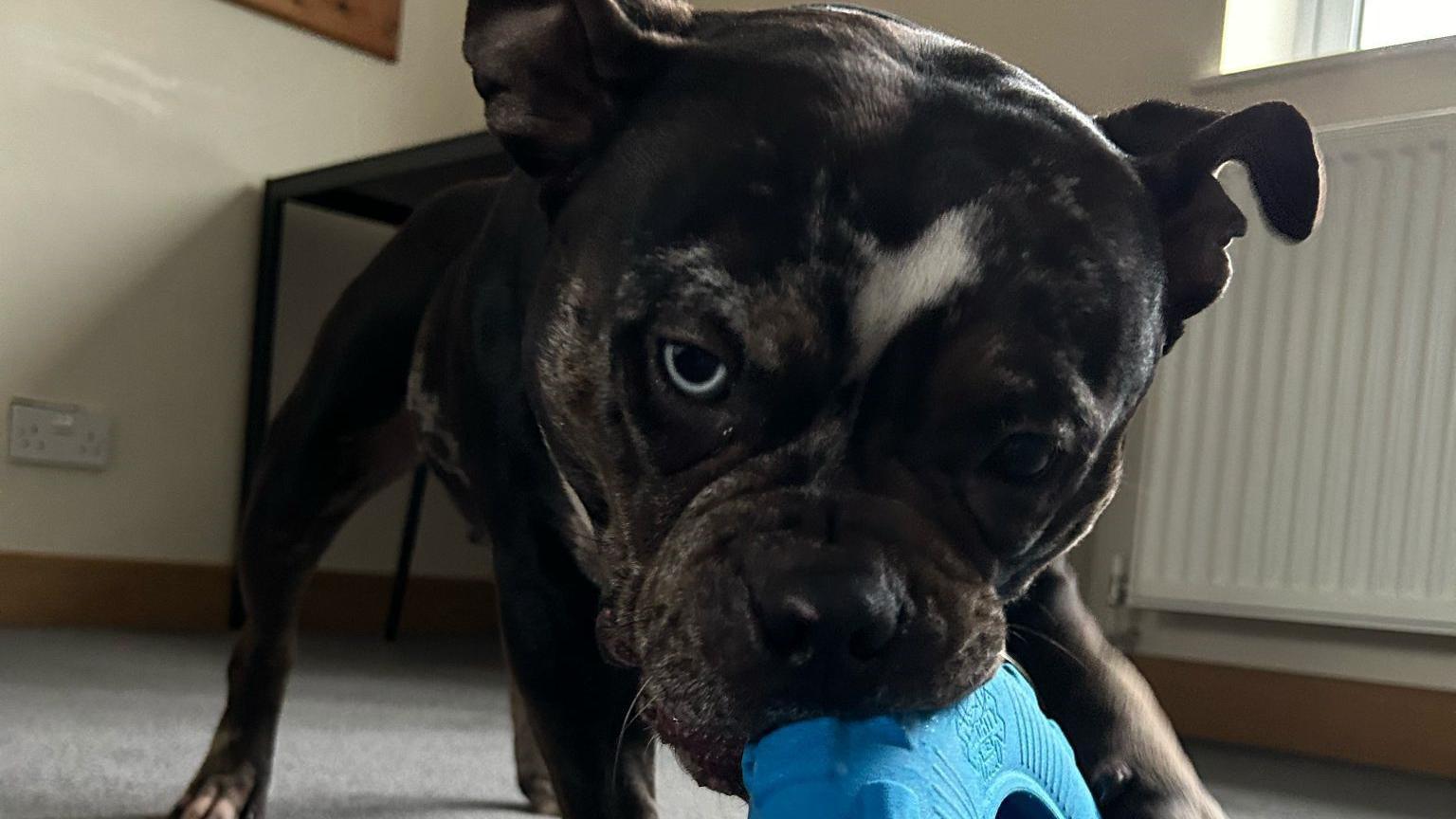 Bluey, a Staffordshire Bull terrier with a chew toy