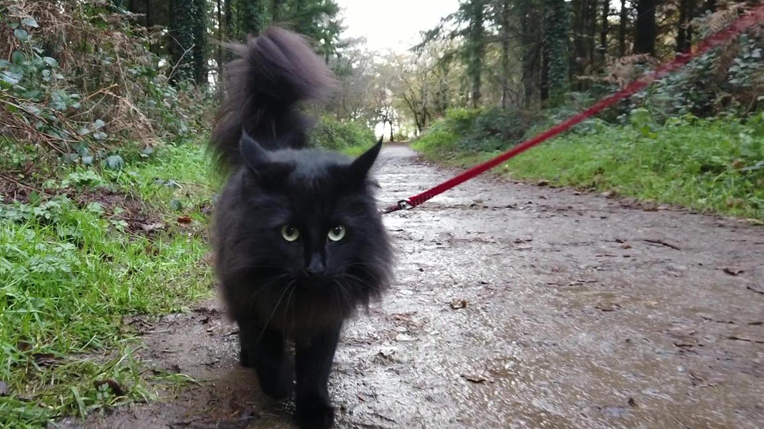 Indie is a black long-haired cat with green eyes. On a lead, she is walking along a muddy path through a woodland.