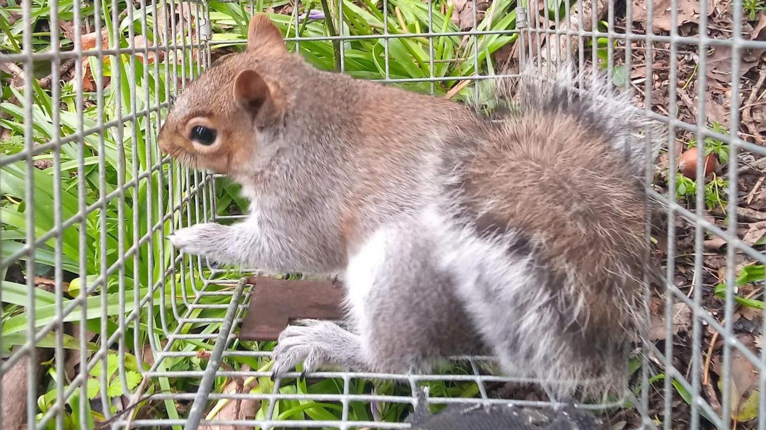 Grey squirrel 