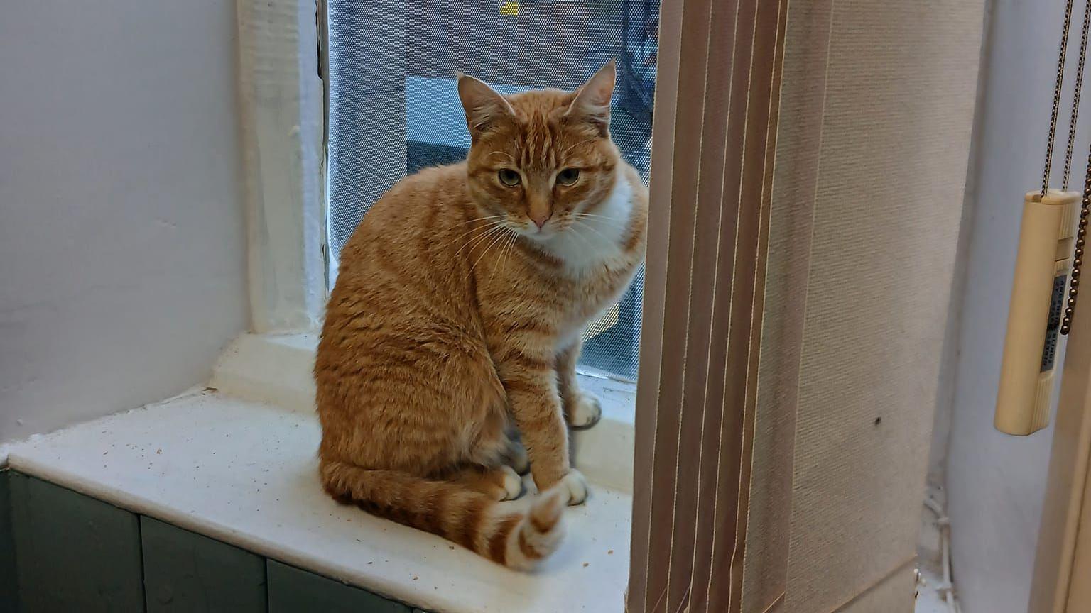 Raymond the ginger tom cat sitting on the windowsill of the Llangollen Town Council offices