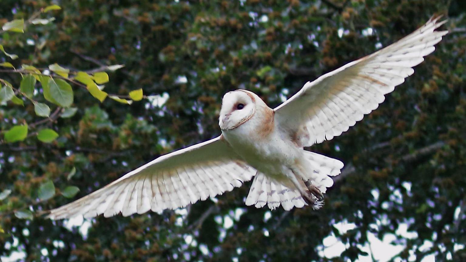 A barn owl in flight. Trees are in the background.