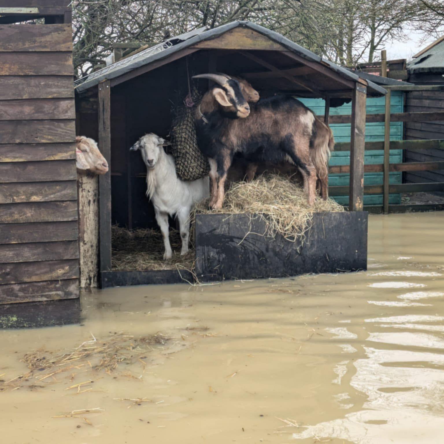 Two goats in a pen with flood water underneath