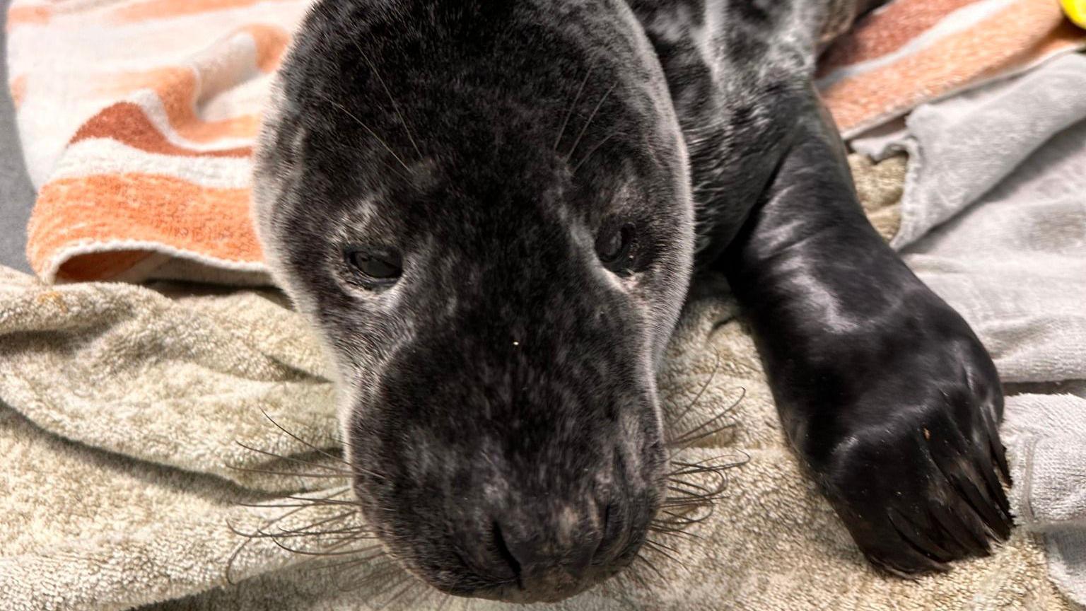 A grey seal pup, looking toward the camera, the right fin is out. He is sat on three towels.