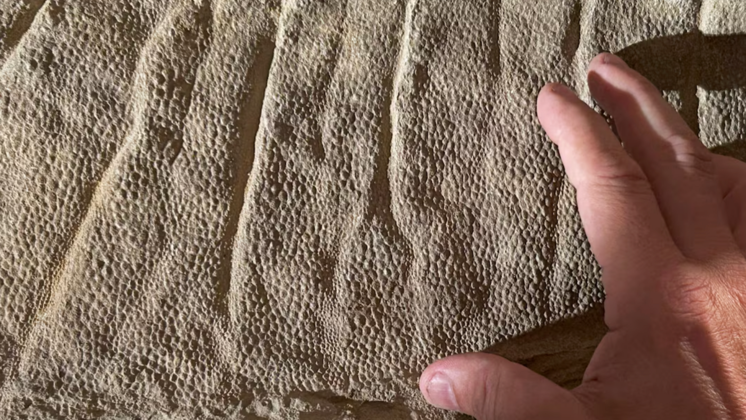 A fossil showing the scaly skin of a crest over the back of a juvenile duck-billed dinosaur Edmontosaurus
