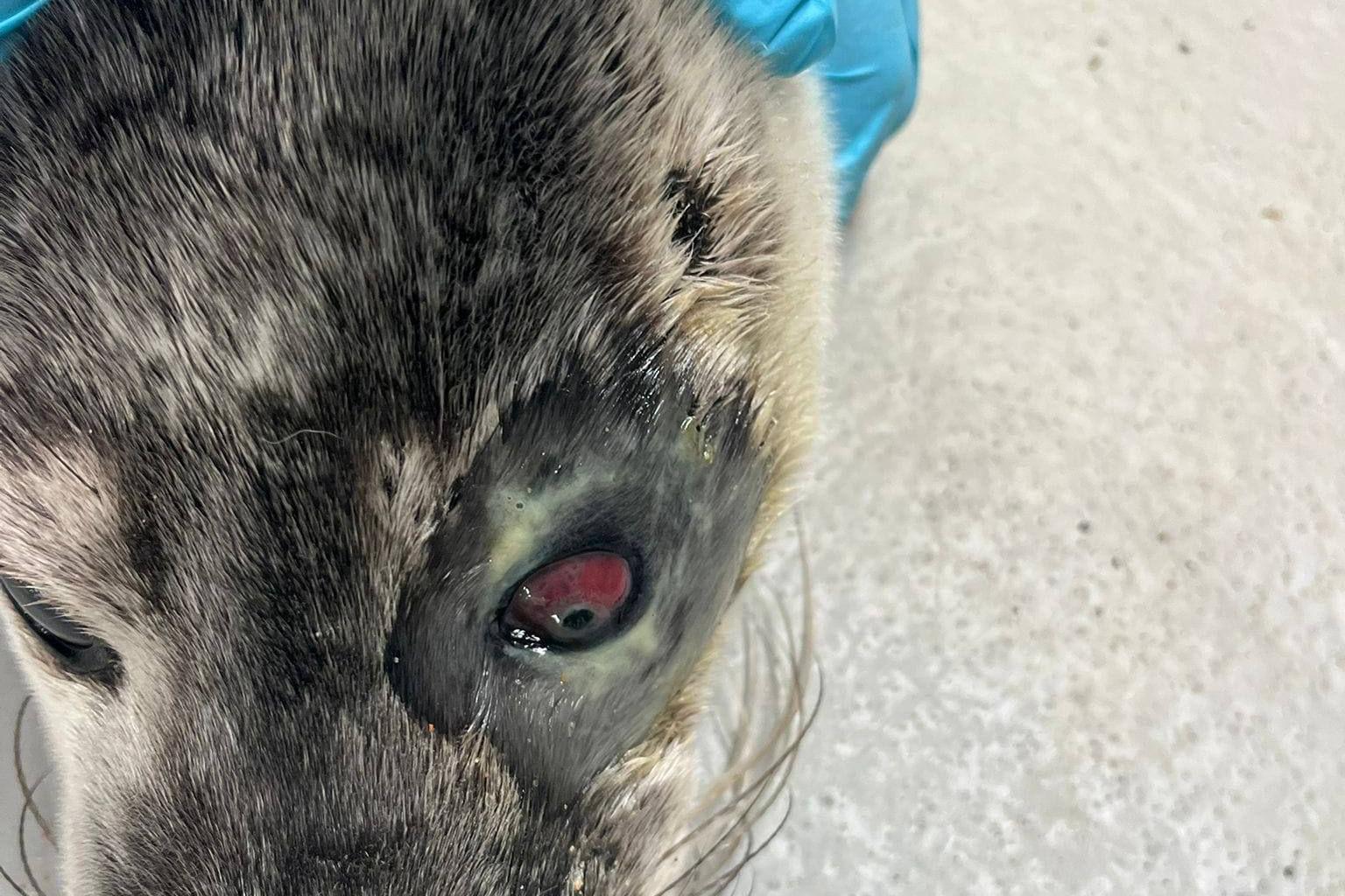 A young seal's head with the left eye blood red and the fur surrounding the area looking infected.