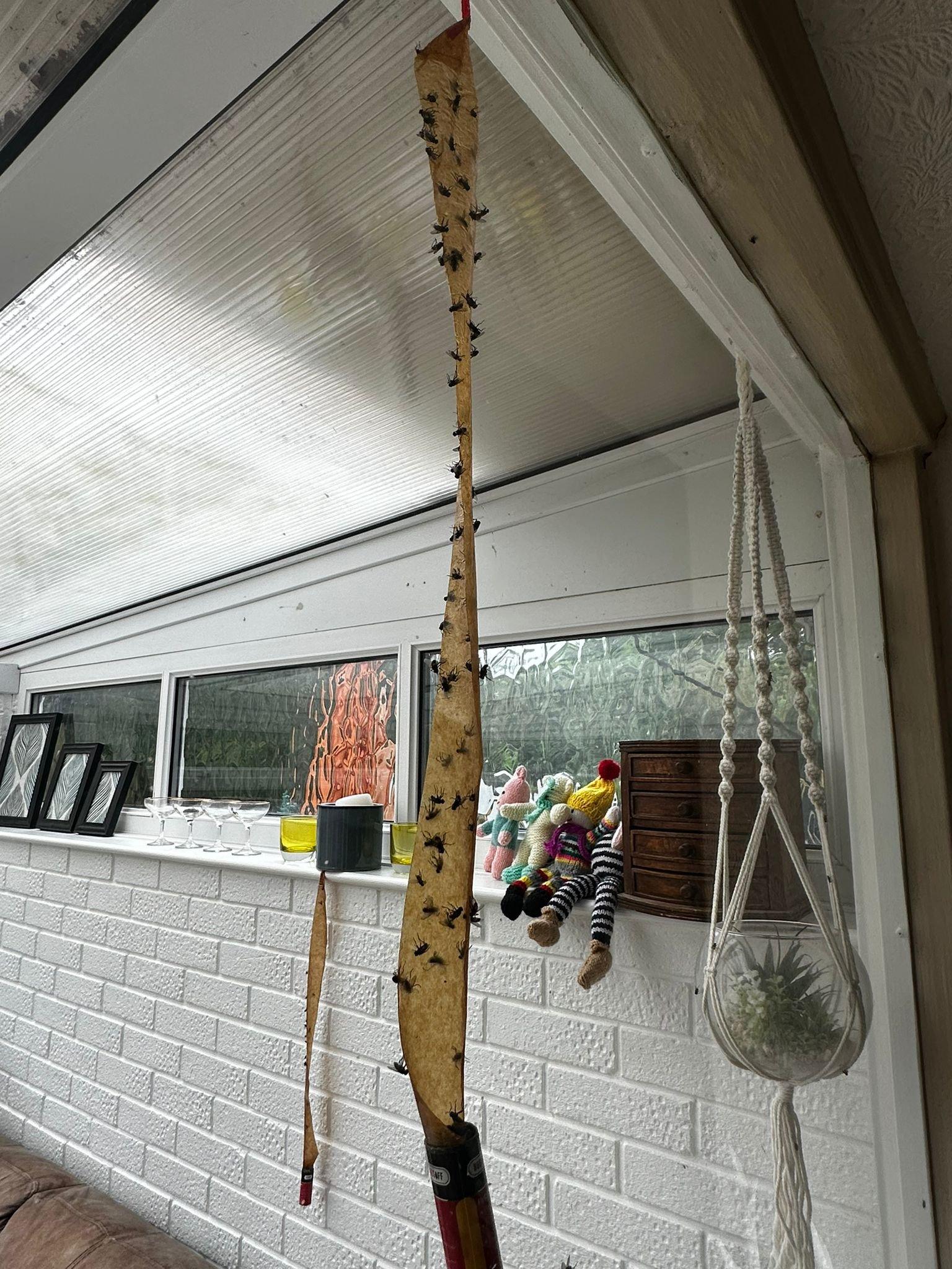 Flypaper hanging from the ceiling in Leicester Forest East