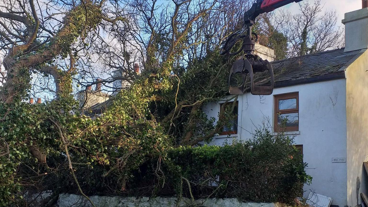 A small white cottage with a fallen tree through its roof.