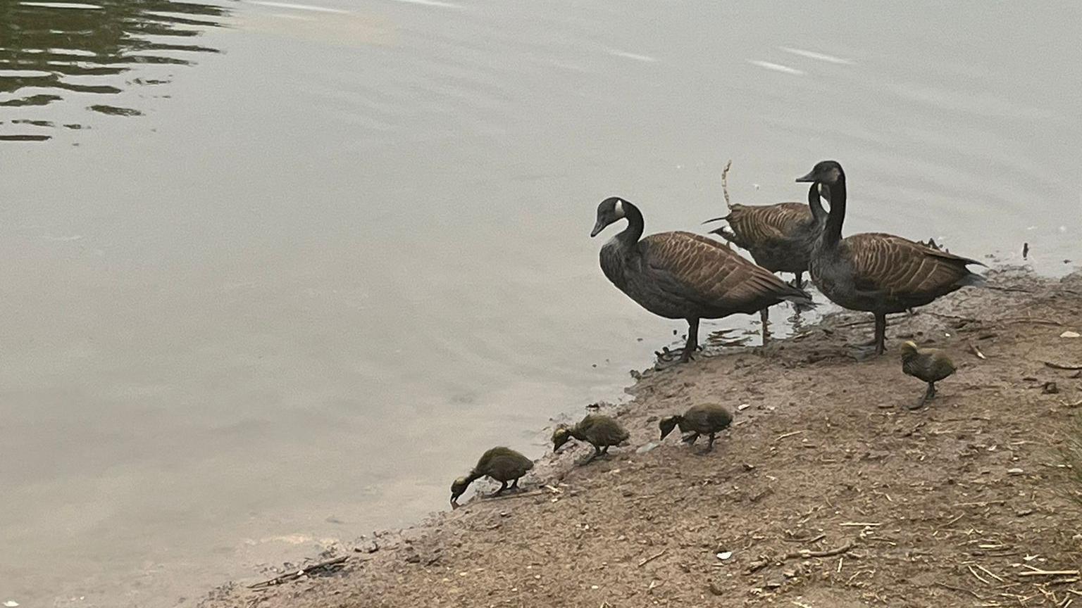 Geese covered in oil