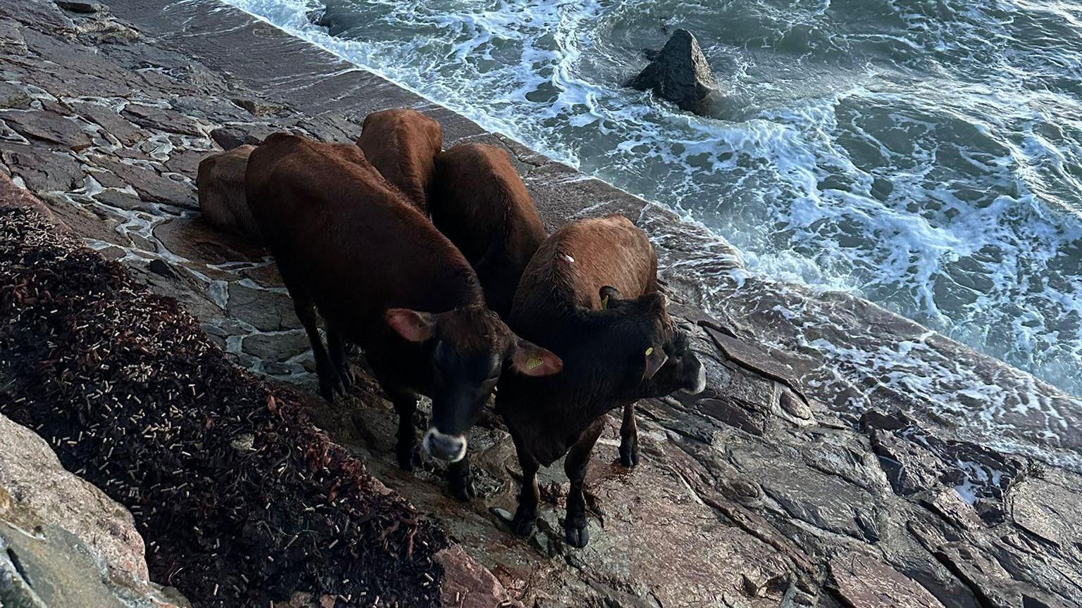 Four brown Jersey cows huddle together on the sea wall.