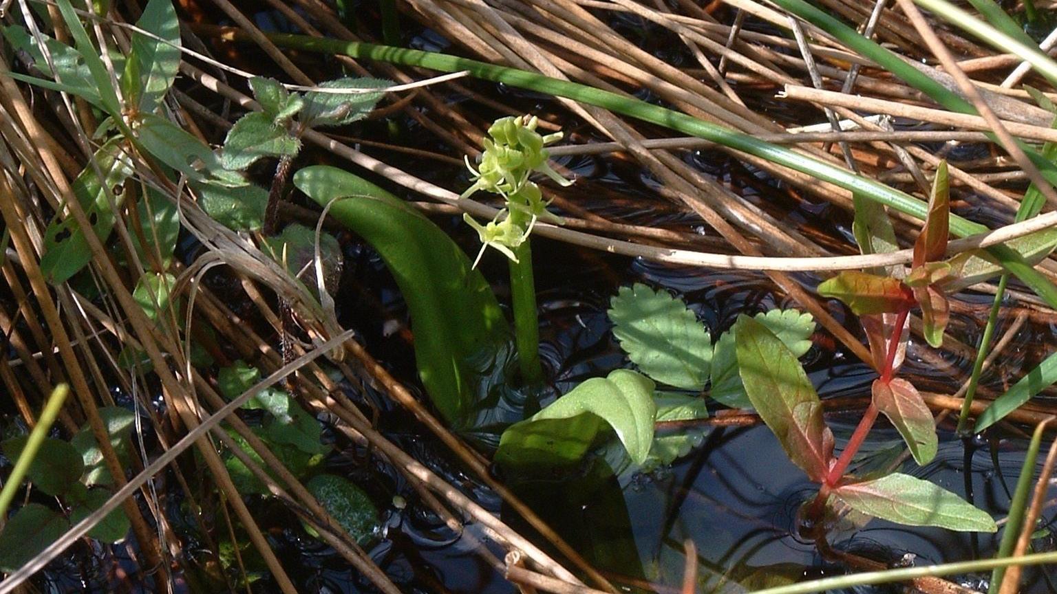 Fen orchid 