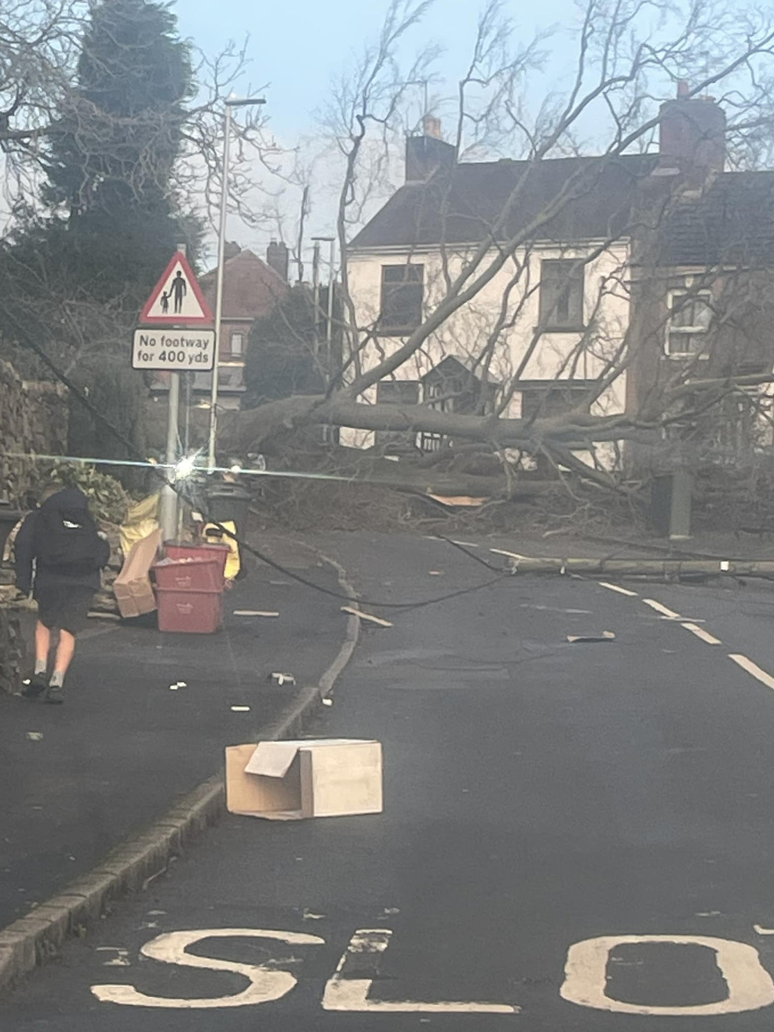 A fallen tree