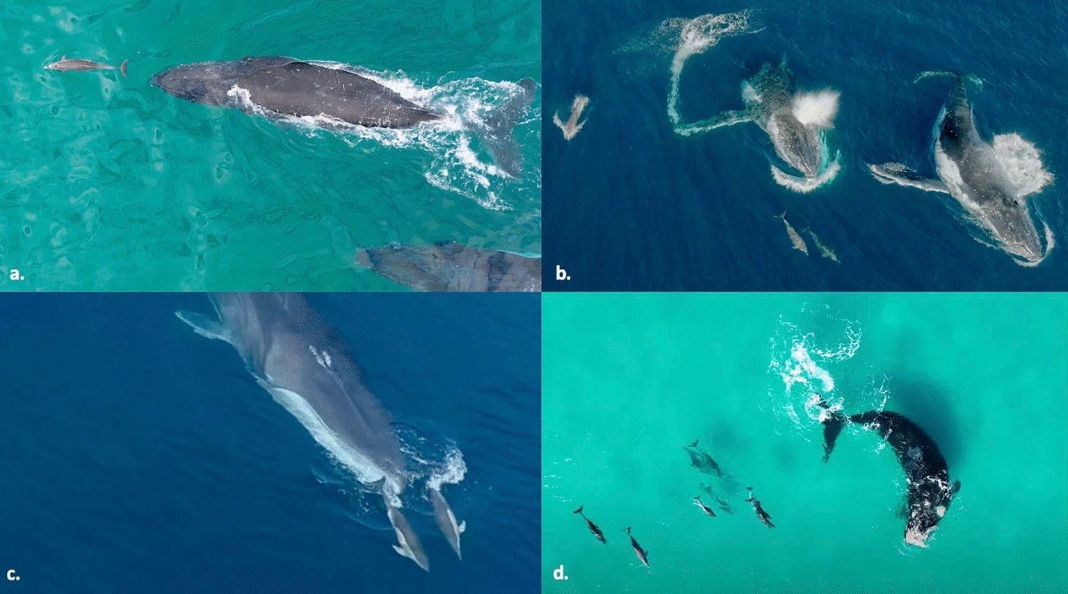 a montage of pictures of whales and dolphins interacting