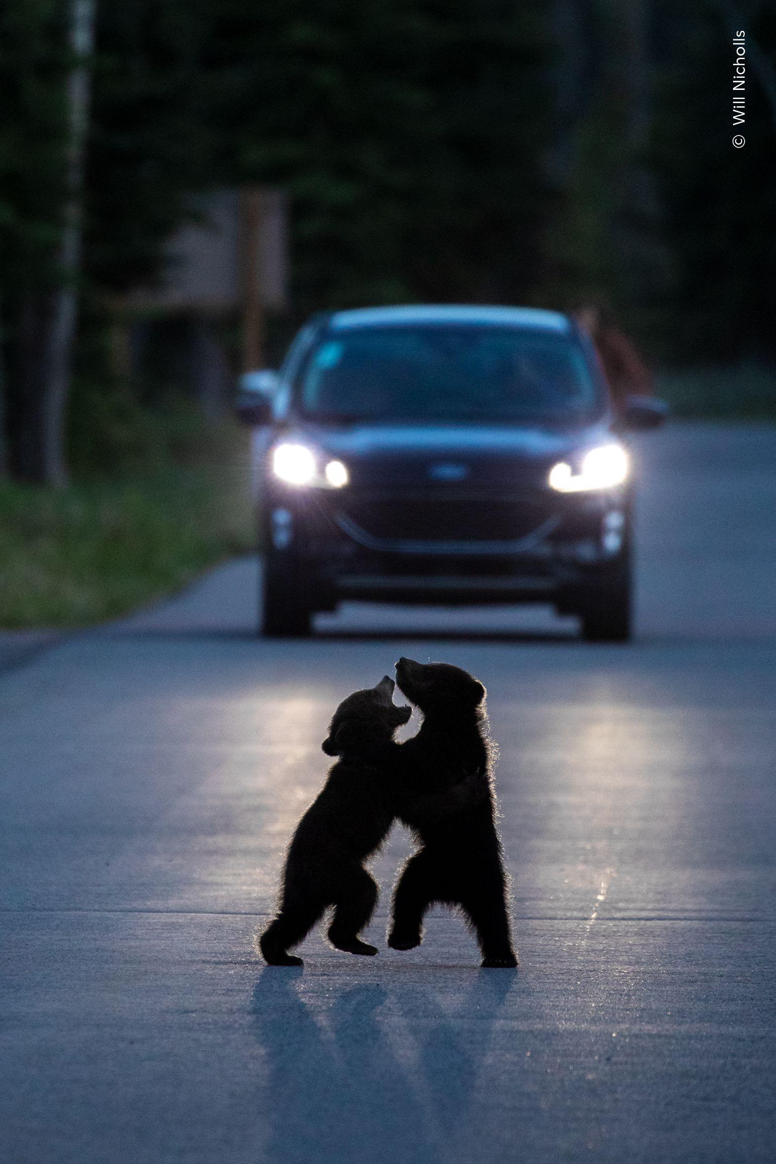 Two bear cubs play in the road. There is a car approaching from behind them with their headlights on. The headlights highlight the bears' silhouettes.