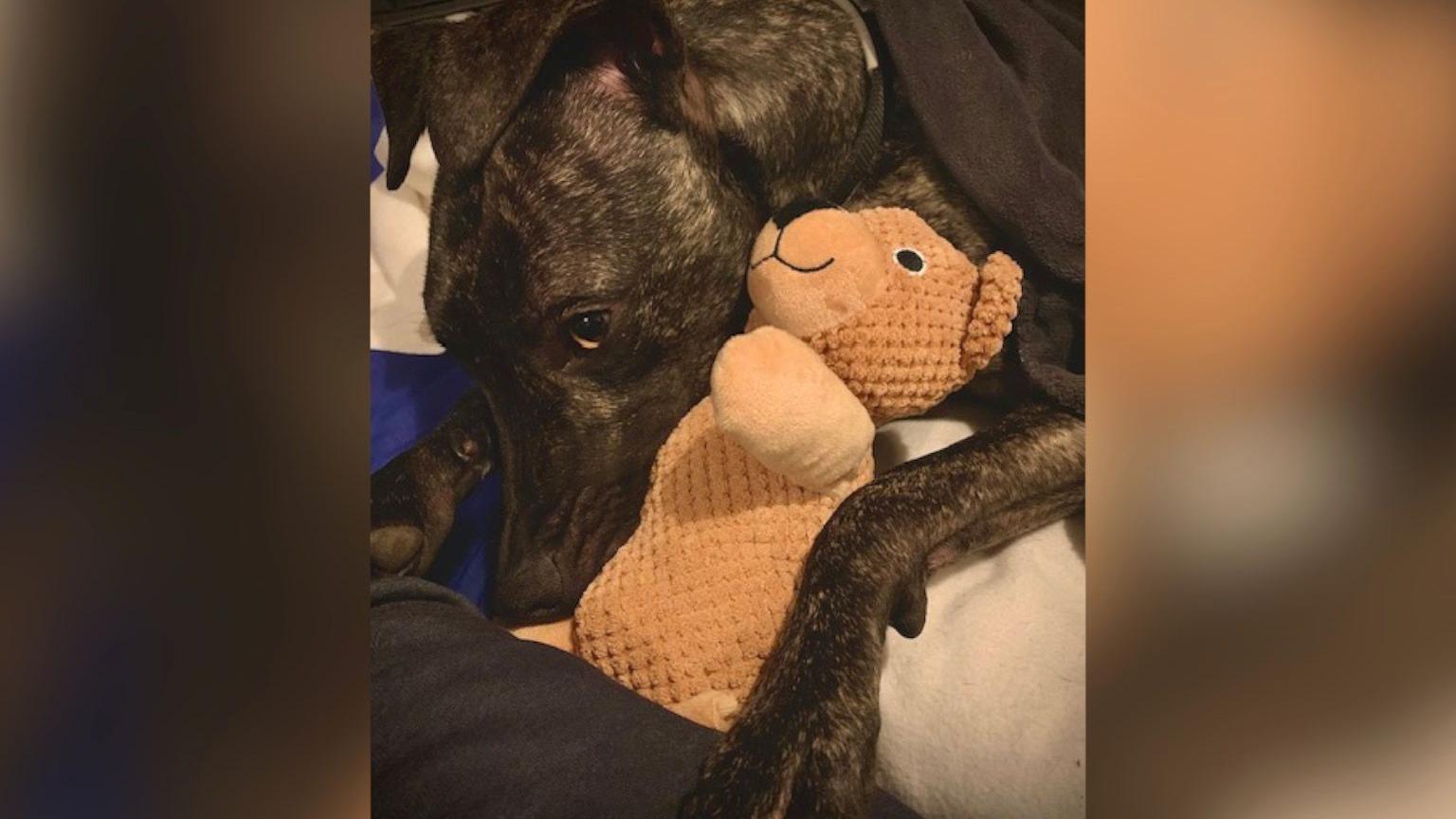 Betsy, a whippet cross with a cuddly toy.