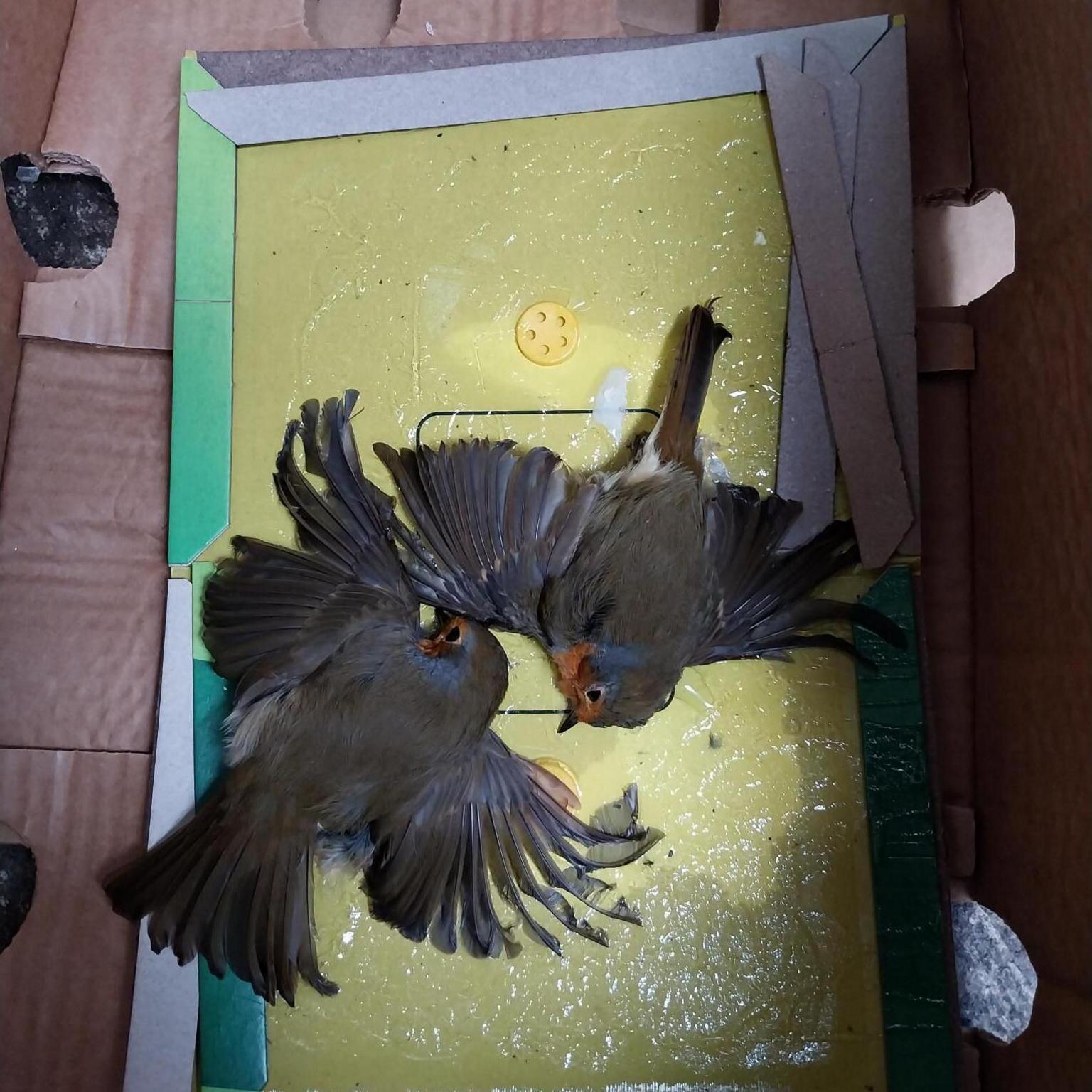 Two robins stuck in a glue trap in Edinburgh