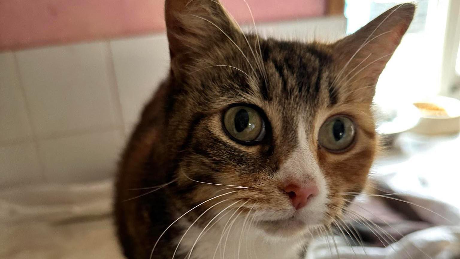 A cat is looking at the camera. She has large green eyes, a white nose and bib, and brown stripes