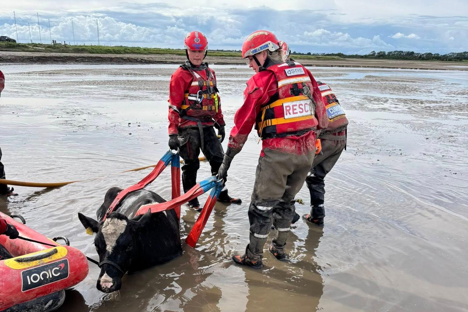 Cow in mud attached to red rope being pulled out by two people in red costumes wearing red helmets. The people are wearing thick boots.