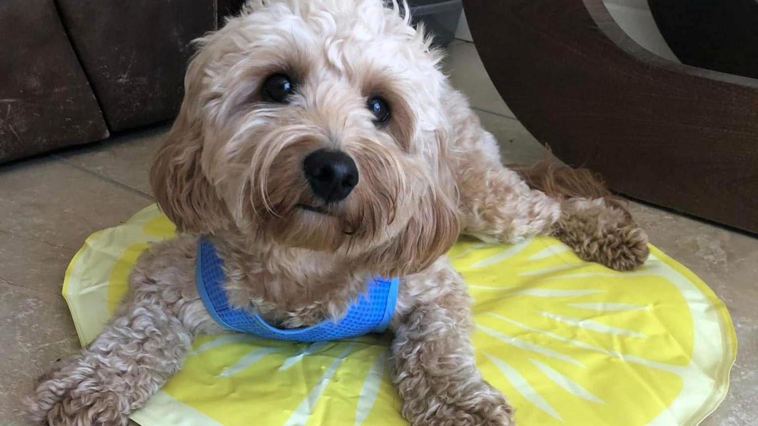 The dog has white and brown fur, green eyes and hair over its snout which looks like a moustache it is on a yellow mat.