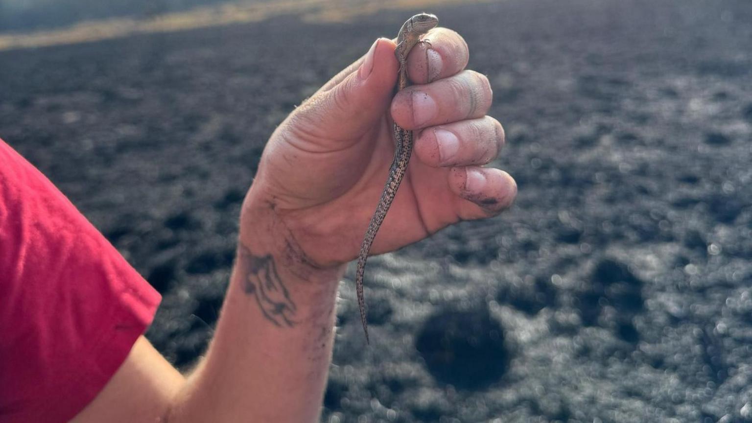 Hand with tattoo on write holding a reptile with large expanse of charred heath behind at Holt Heath.