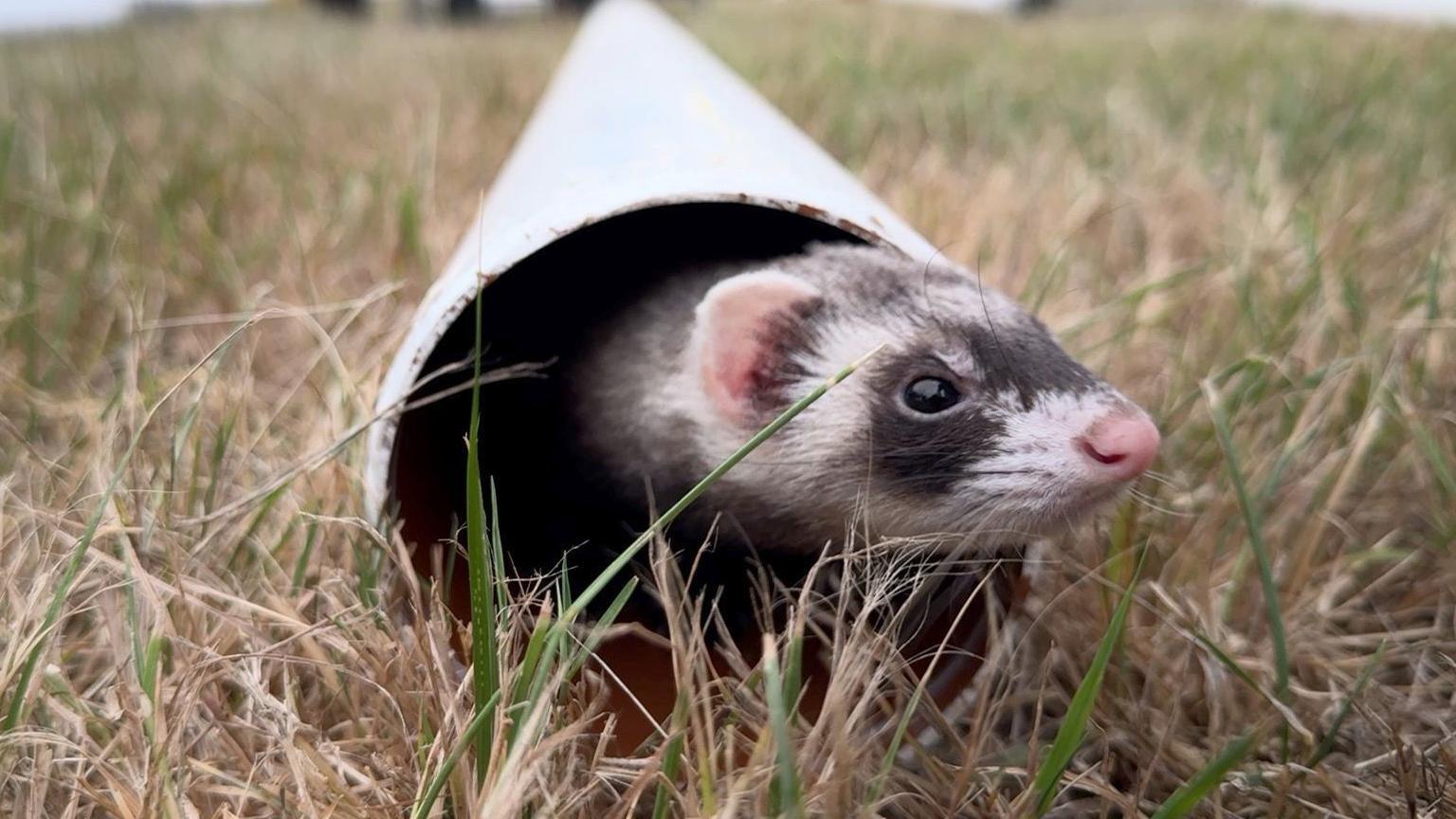 A ferret peering out of a small tunnel. It is black and white. 