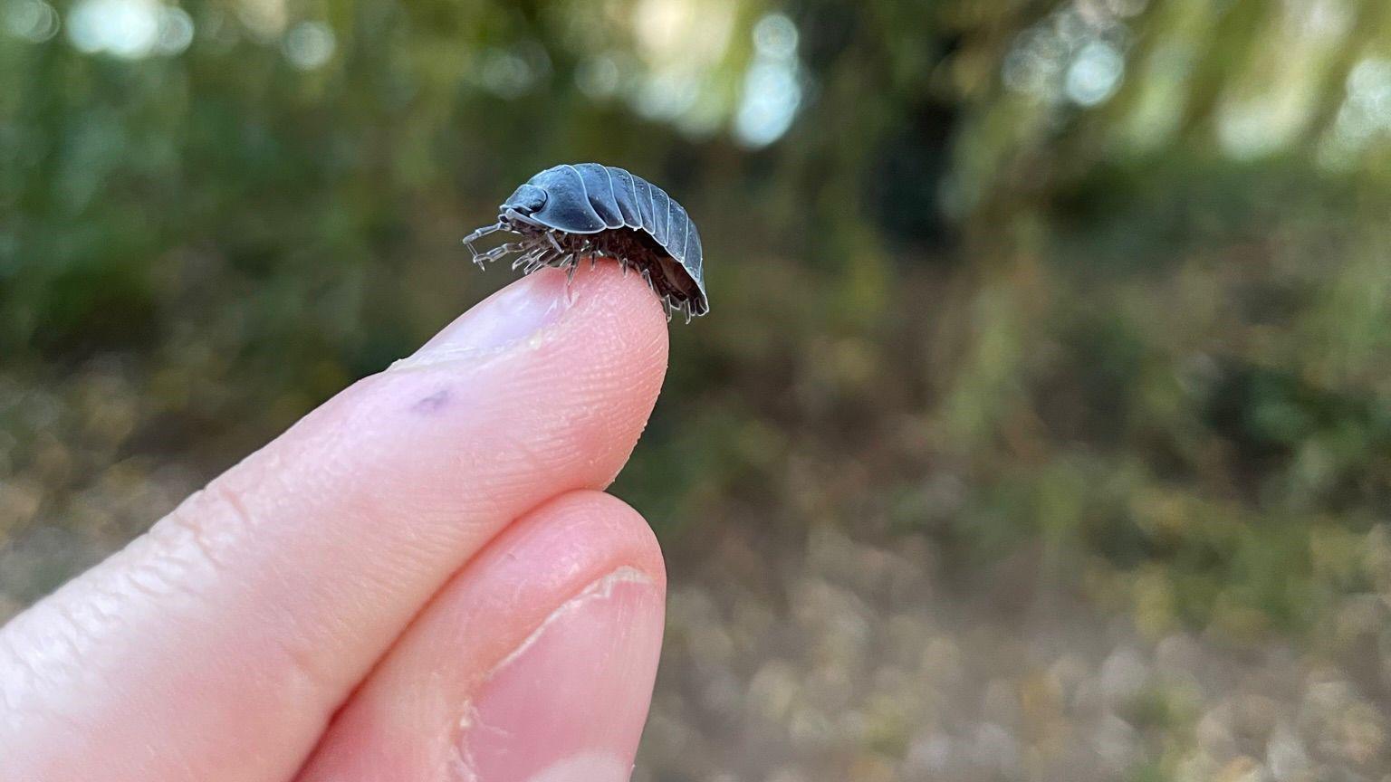 A close up of Wilf's finger and thumb. There is a dark grey woodlouse on the end of his index finger. In the background are blurred trees