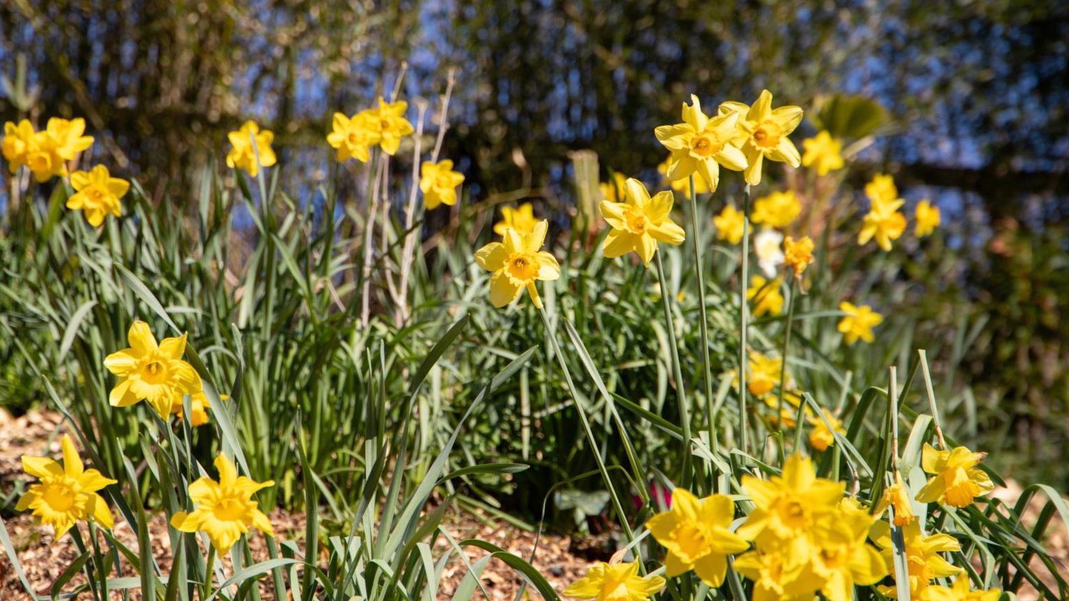 Yellow daffodils on a bank with blurred trees behind it.