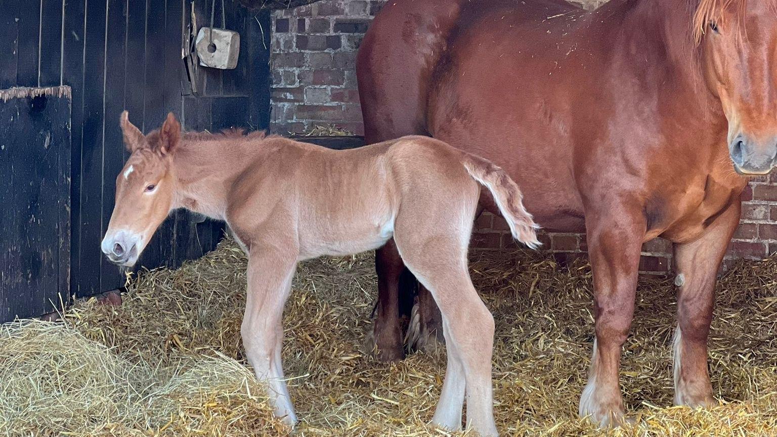 A foal and a horse