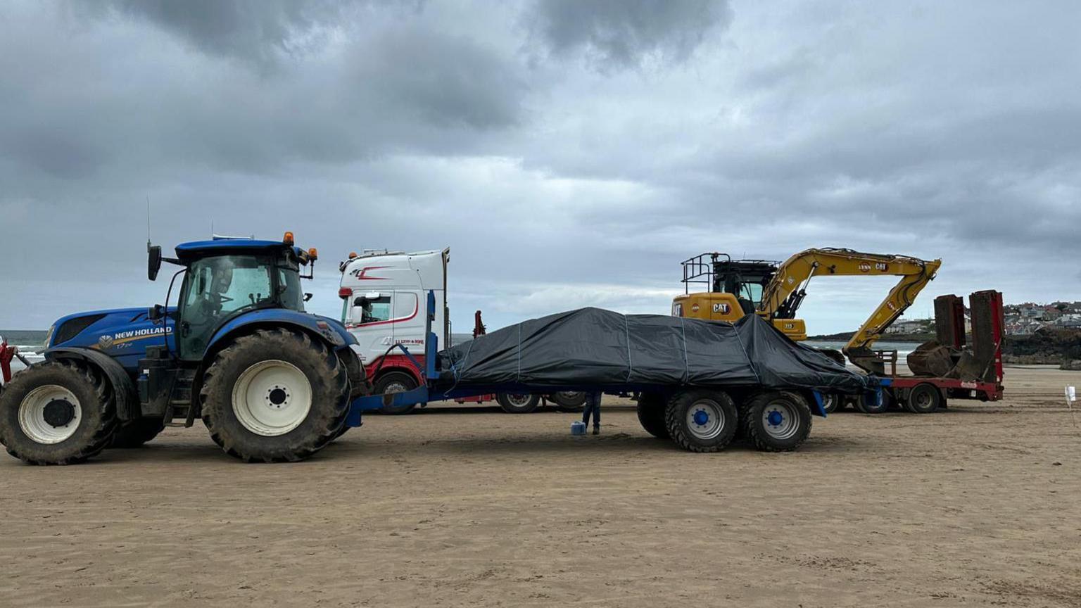 A whale carcass is strapped down to a blue trailer with four wheels, the carcass is under a cover. A blue tractor is pulling the trailer. There is a white lorry behind with a digger onboard.. The background is the sand and sea.