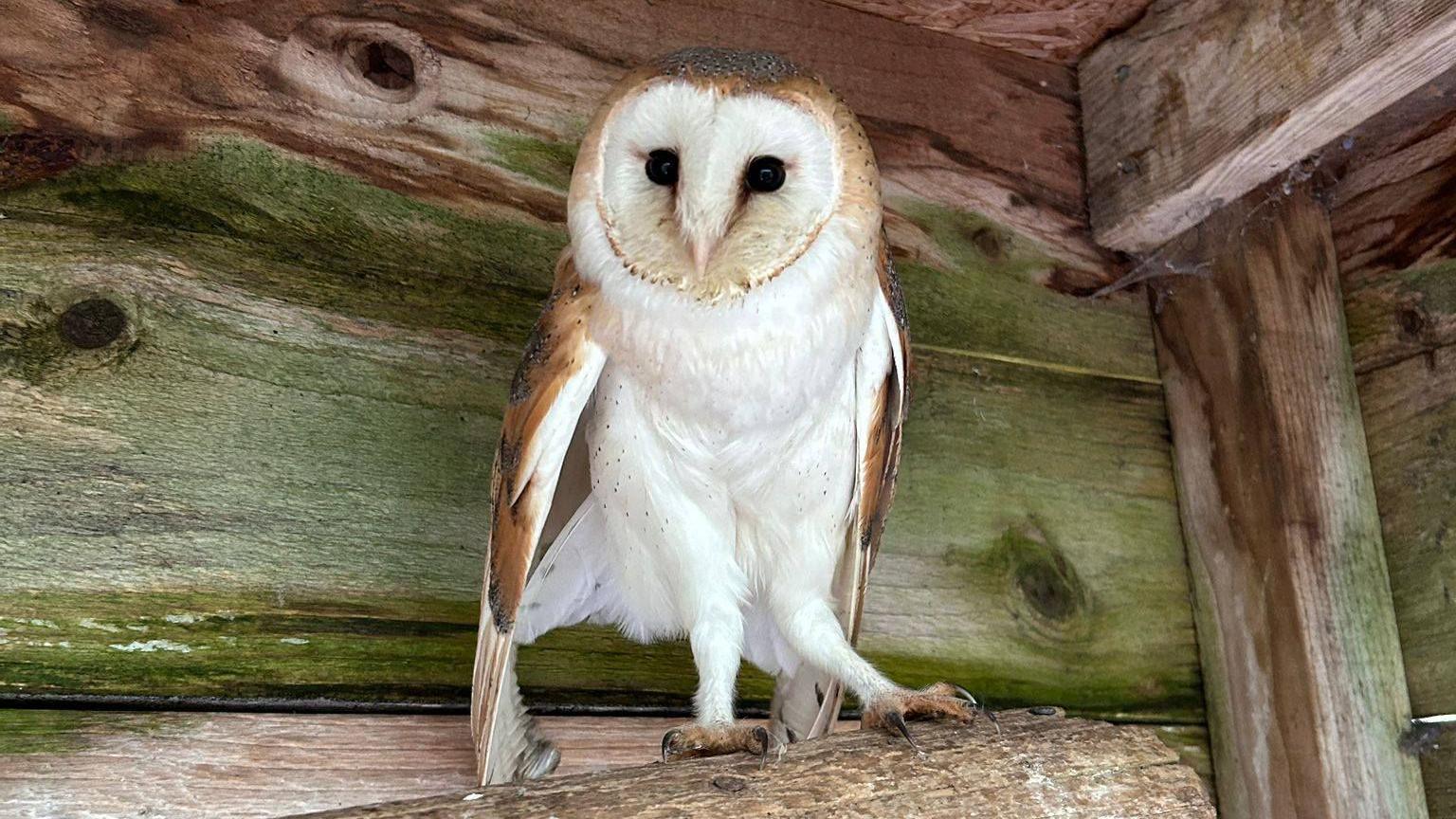 A white and brown barn owl perching on a log inside a wooden barn. It had big round black eyes and is looking at the camera. It looks clean, dry, and back to full health.