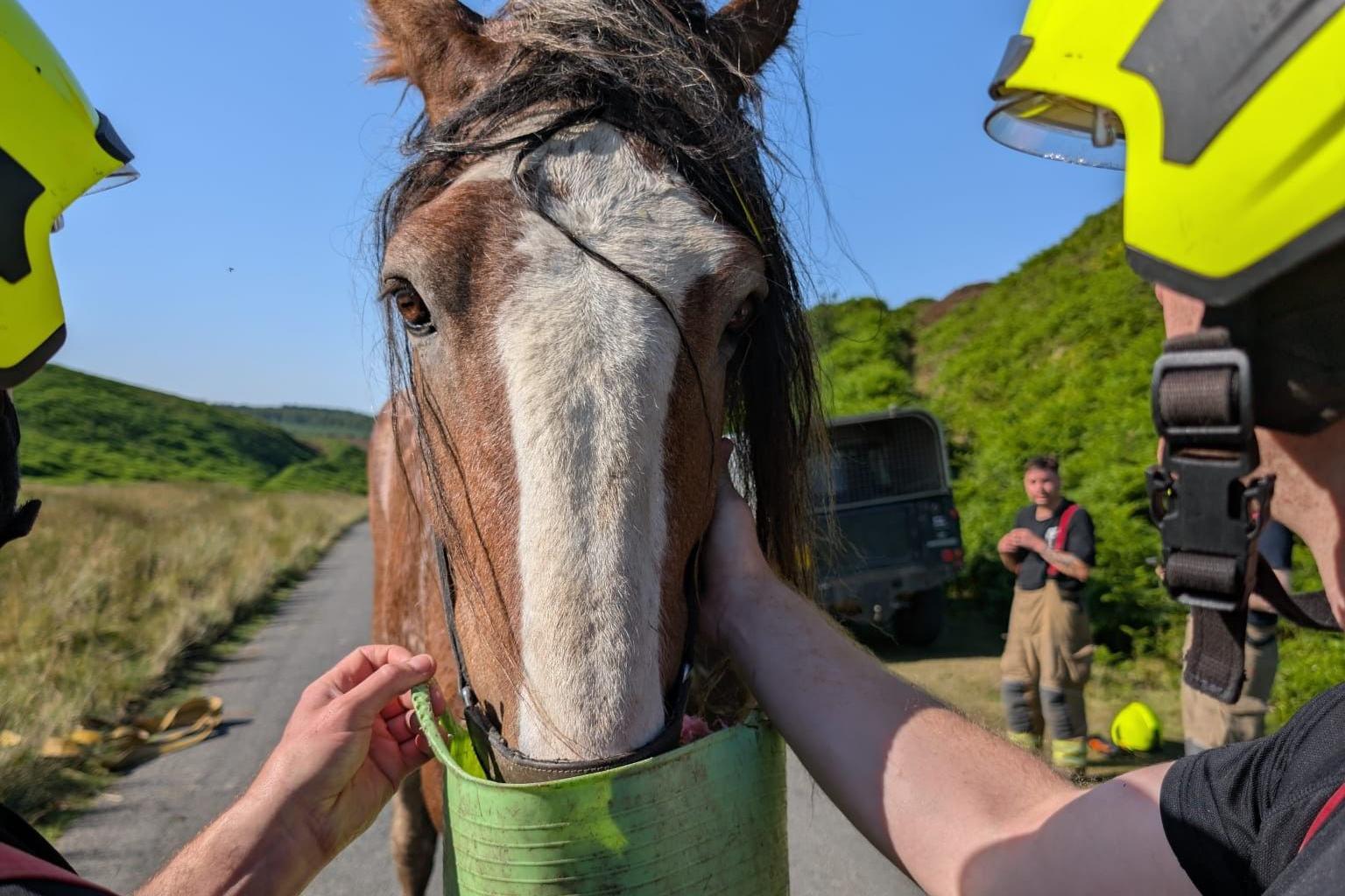 A horse drinking from a green bucket being held by firefighters.