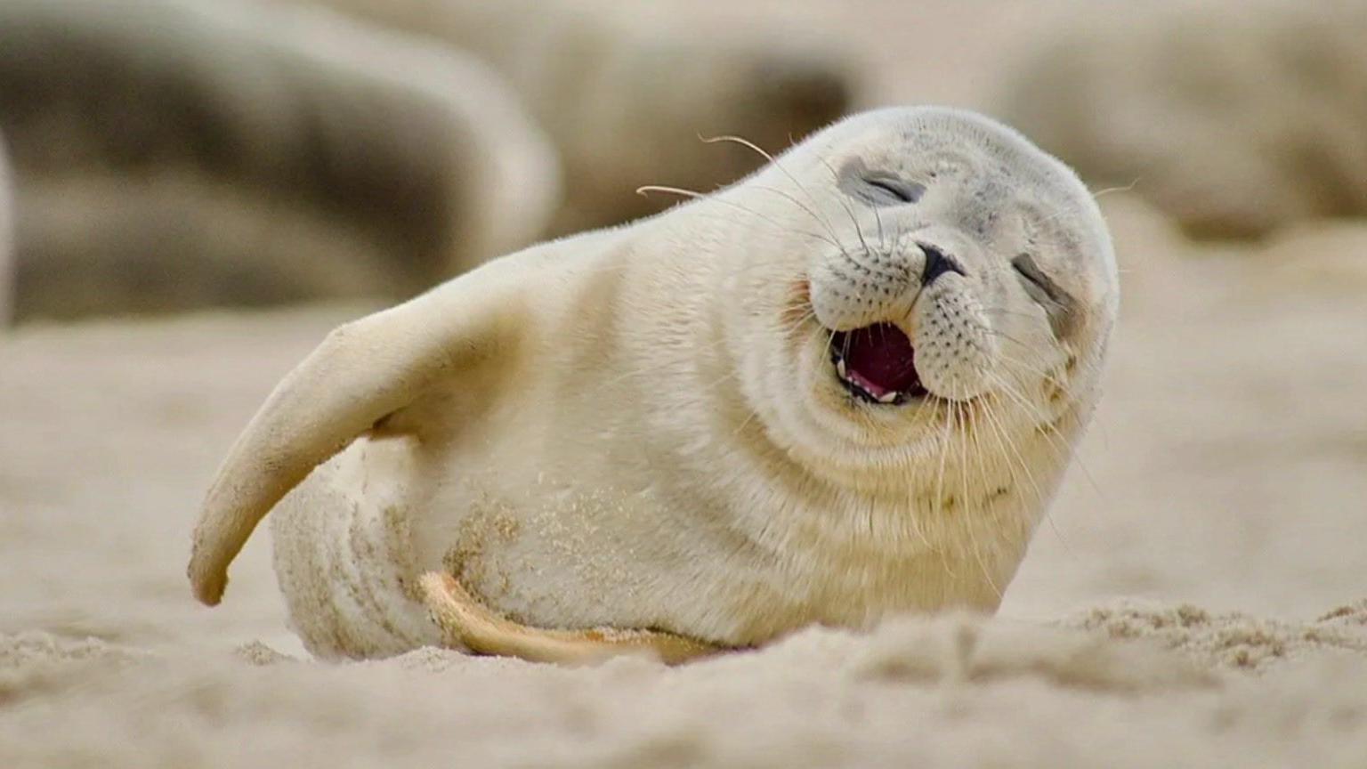 A cream coloured seal lying on a beach and appearing to smile