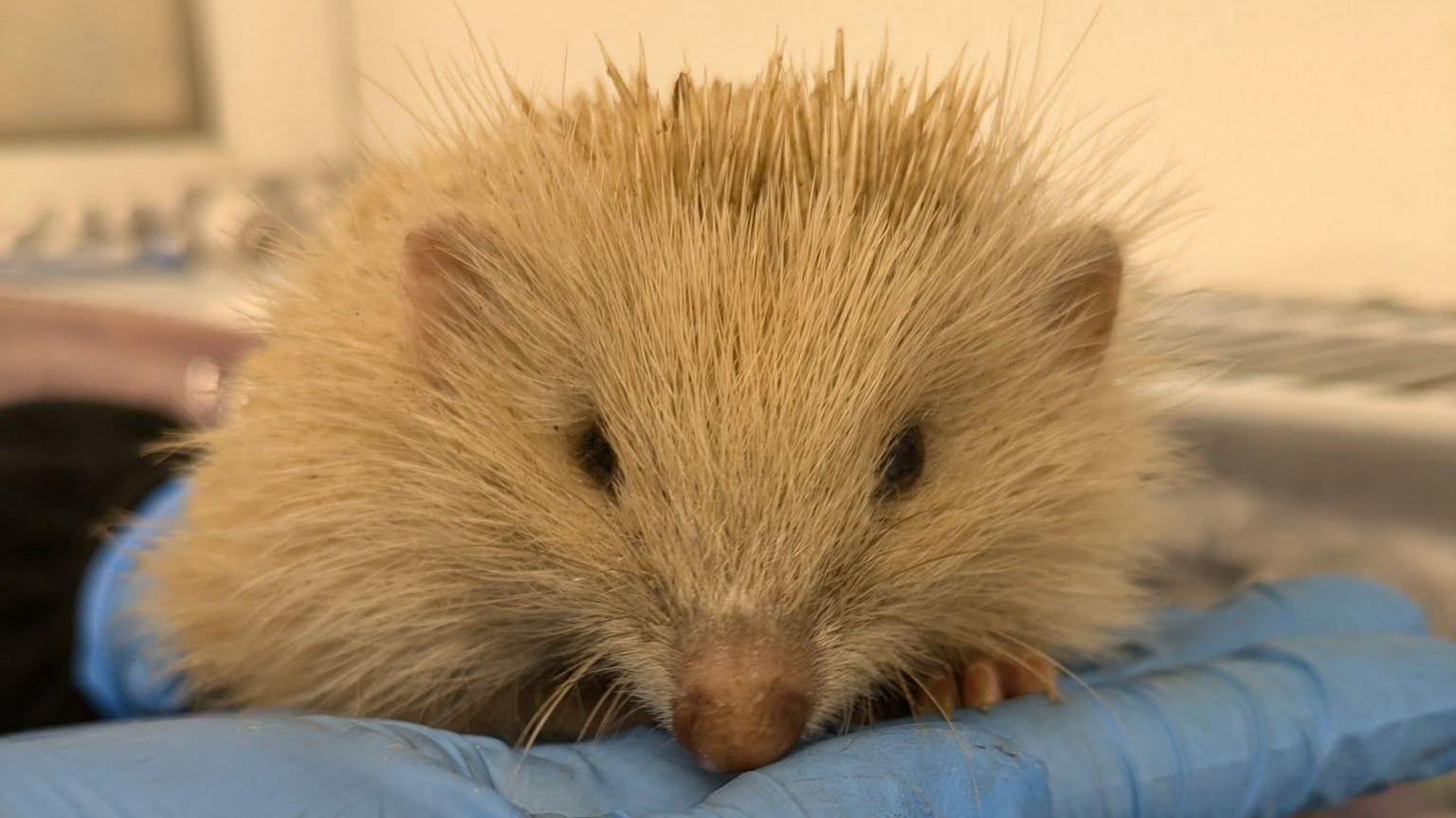 Alberta the blonde hedgehog sitting in the palm of a person wearing a blue latex glove. She is very small, and has blunted spikes on the top of her head where a strimmer has cut them short. She has small whiskers and is looking ahead at the camera.