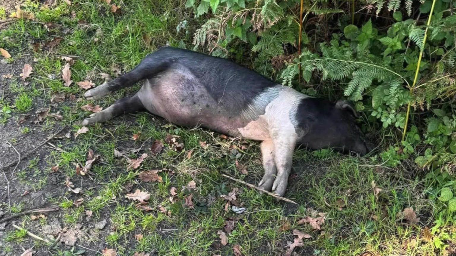 A dead pig, mainly black with pink collar and front legs, lying in undergrowth