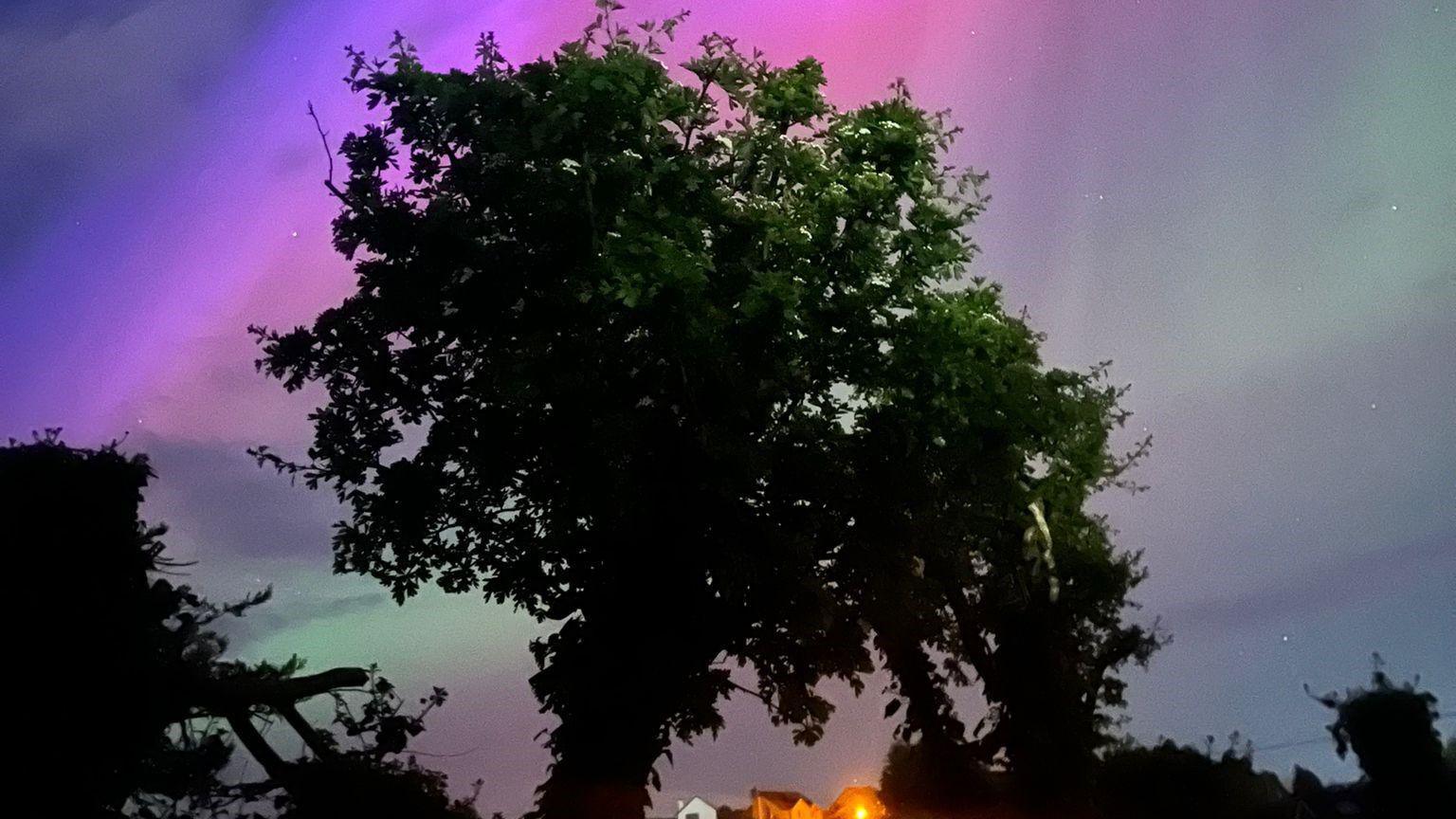 Northern lights behind a tree