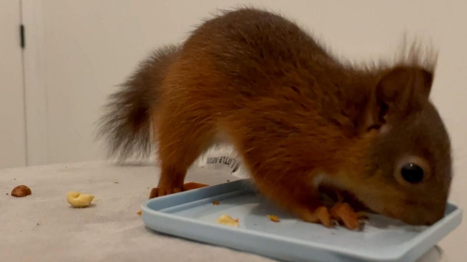 A red squirrel nibbles some nuts from a tray.