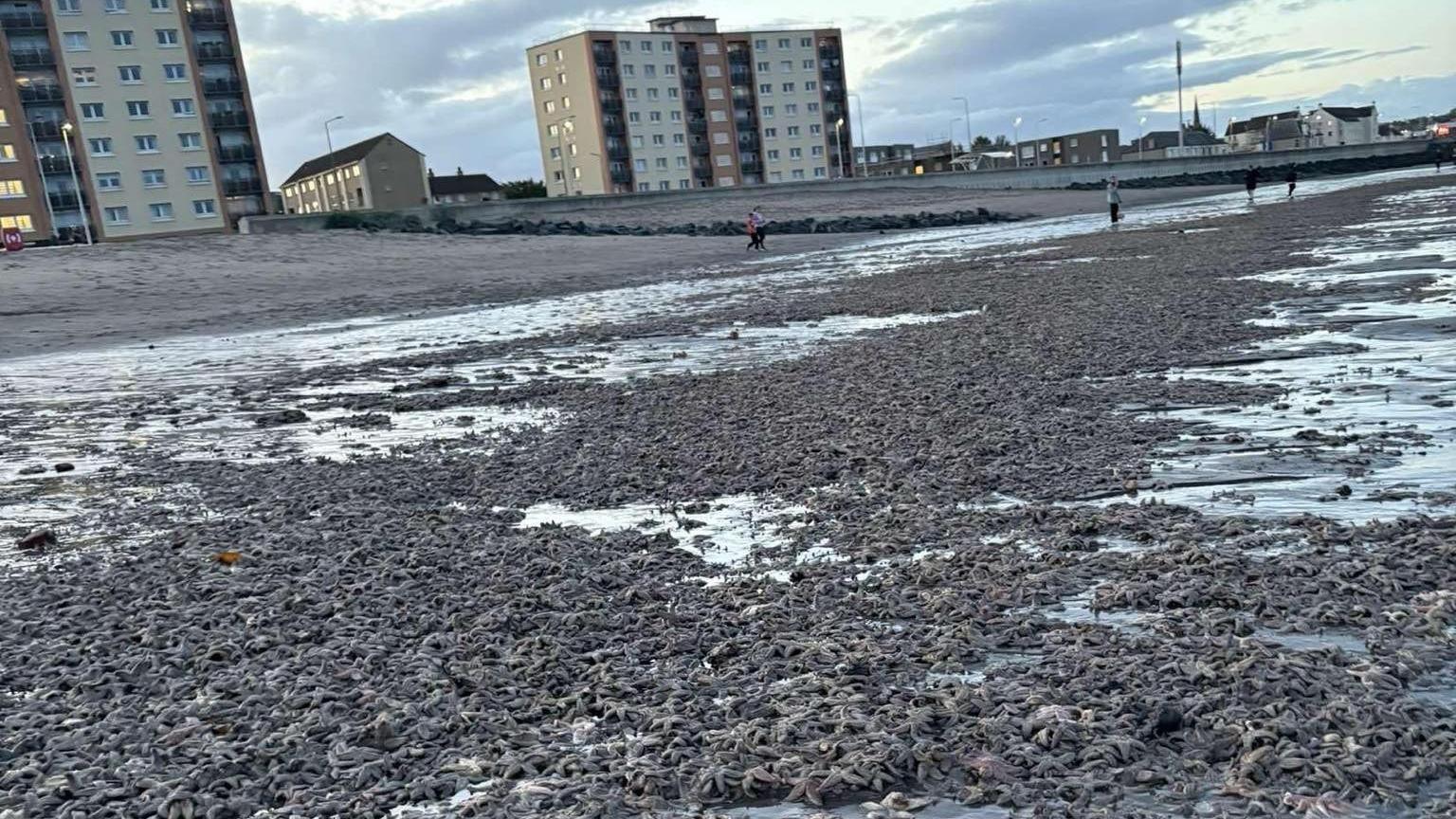 Thousands of dark starfish piled on top of each other along a beach front. Buildings can be seen in the background and a couple of people stand looking at the starfish